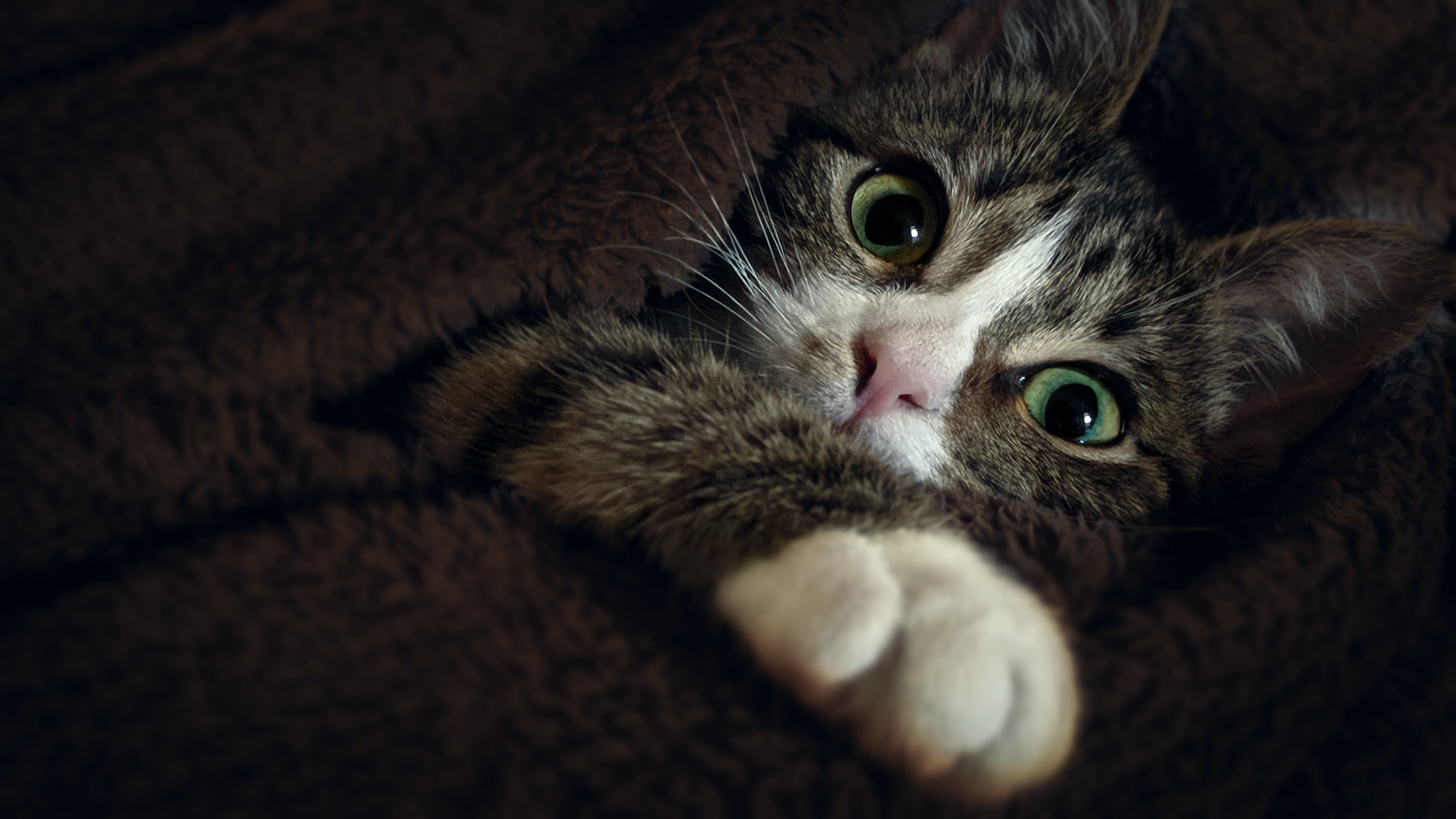 Odkryj tajemnicę pełnoporcjowej karmy dla kotów - zdrowie i zadowolenie Twojego pupila na pierwszym miejscu