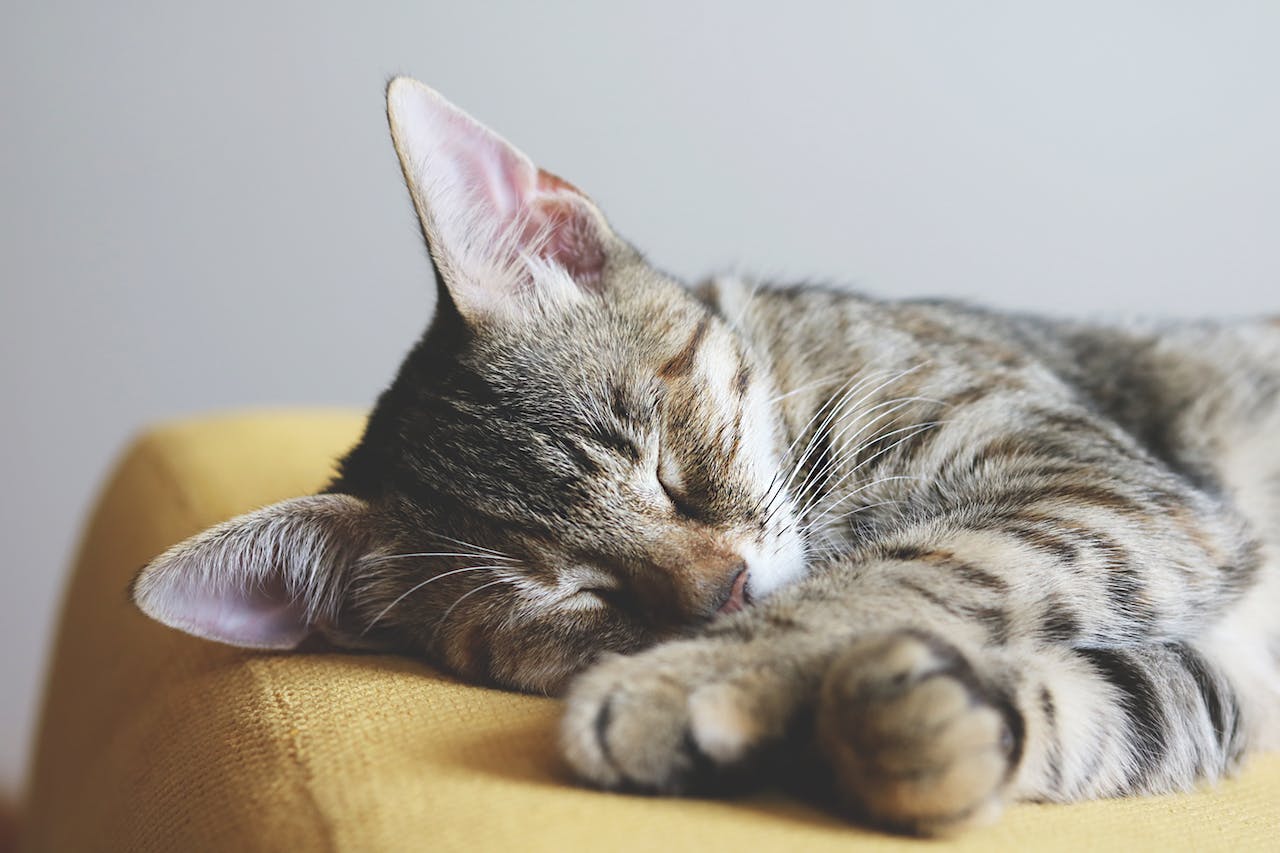 Jak PreVital wspiera zdrowie Twojego kota – przewodnik po karmach